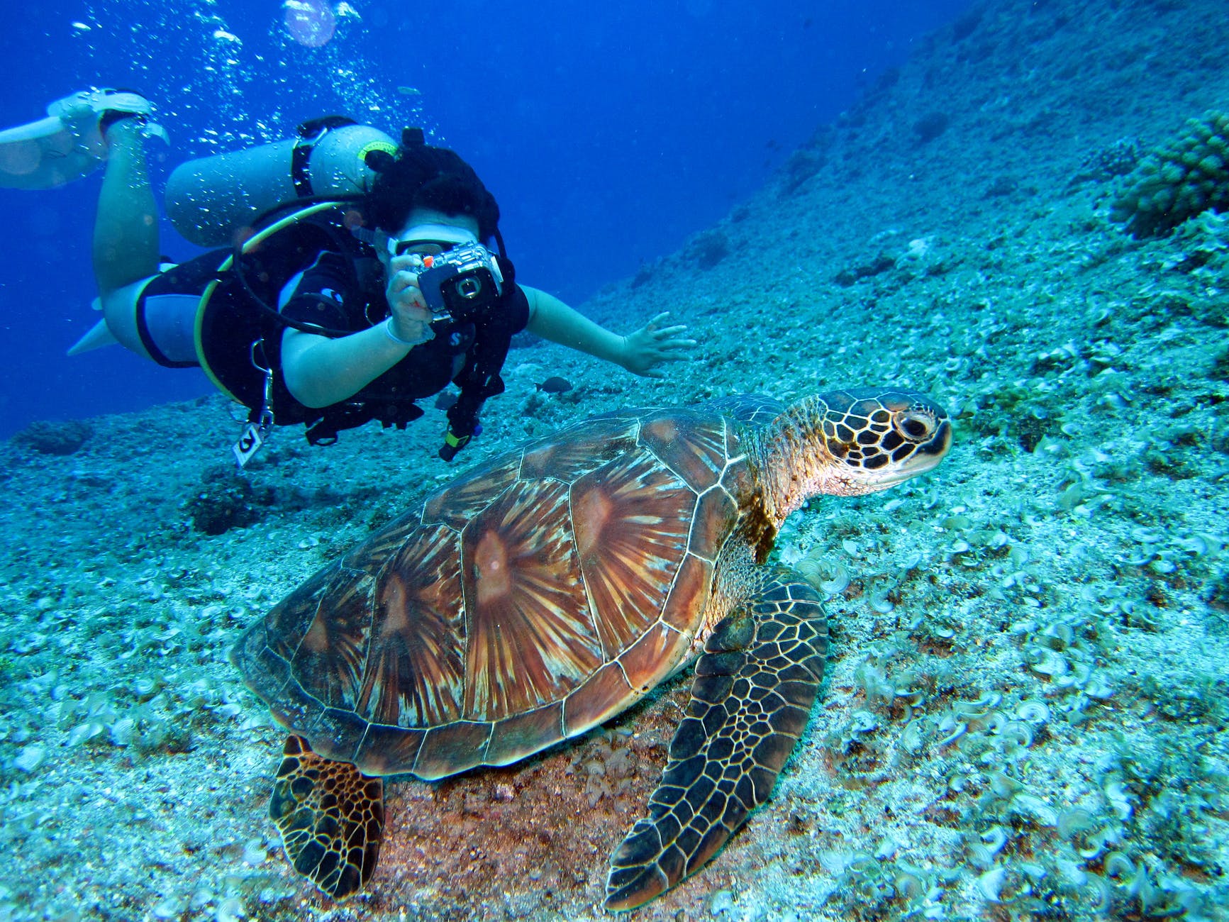 person takes photo of tortoise