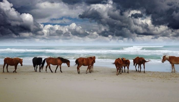 Assateague State Park