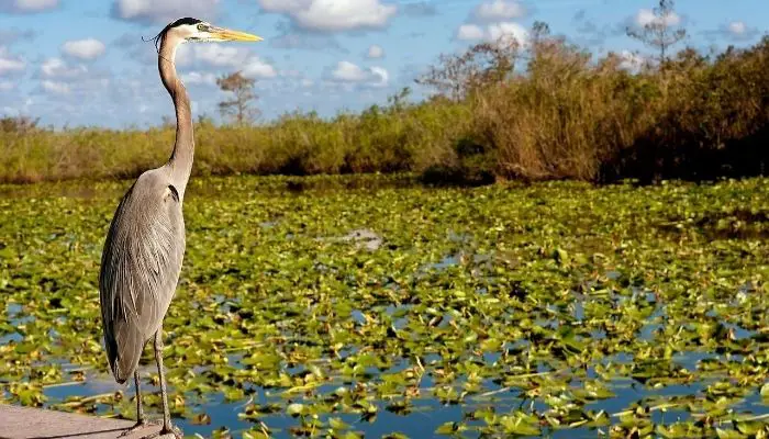 Everglades National Park