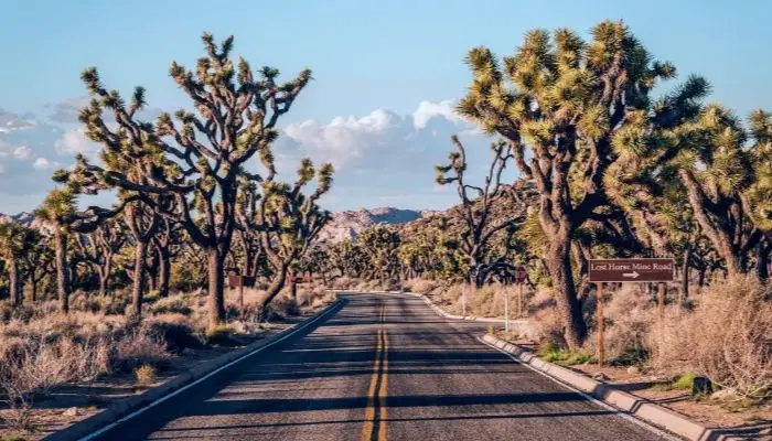 Joshua Tree National Park