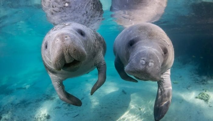 Manatee Viewing