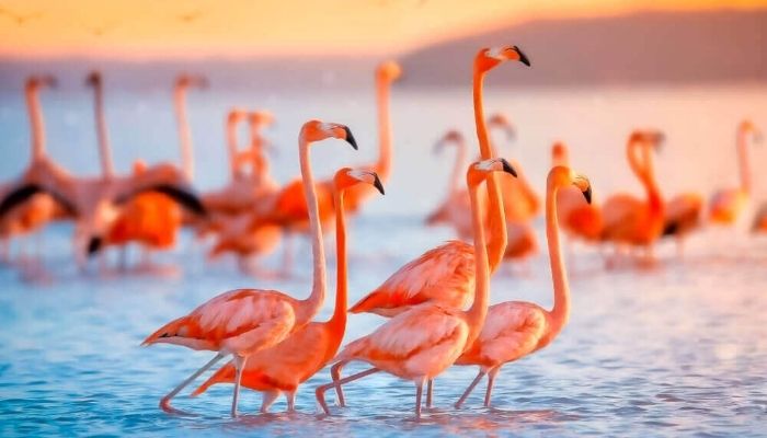 Marvel at Nature at Las Coloradas