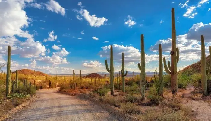 Saguaro National Park