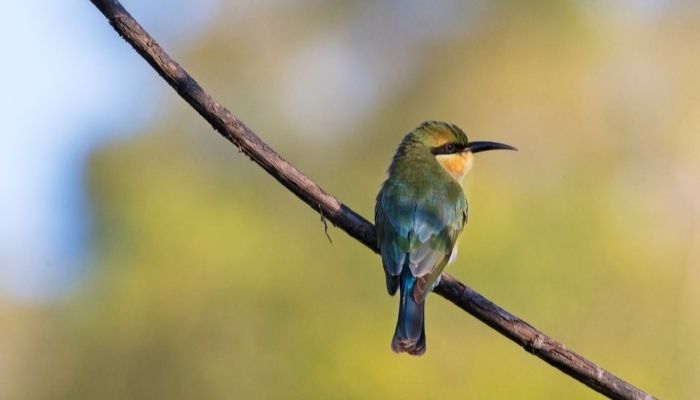 5. San Jose's Estuary and Bird Sanctuary