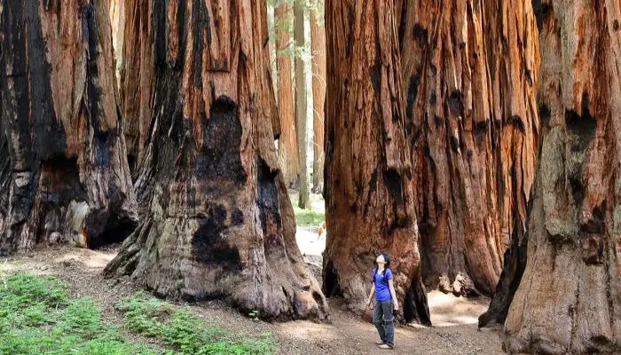 Sequoia and Kings Canyon National Parks