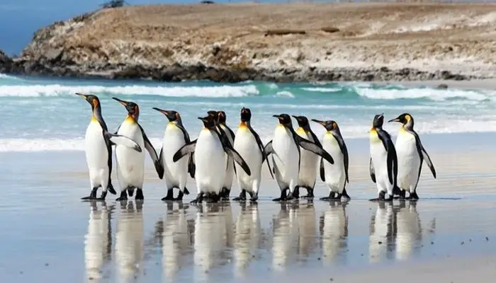 The Penguins of Volunteer Point