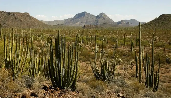 7. Organ Pipe Cactus National Monument